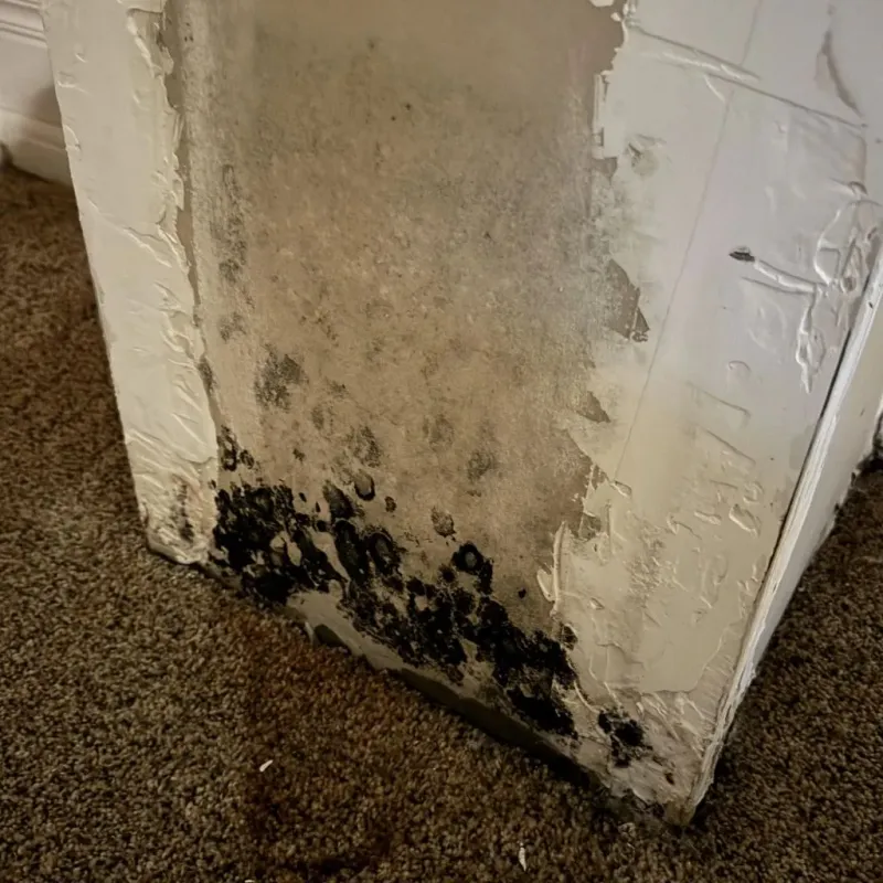 Professional Mold Removal in Gove County, KS
